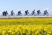 环青海湖自行车赛进入第三天的比赛